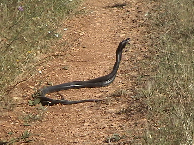 Biacco in accoppiamento Hierophis viridiflavus