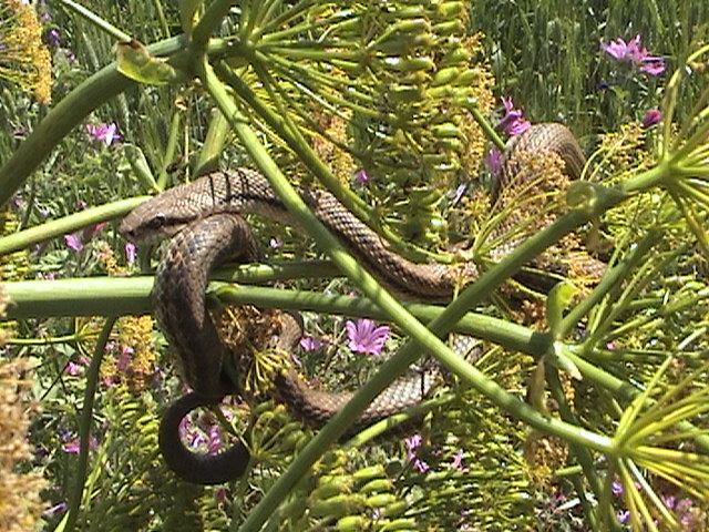 Cervone Elaphe quatuorlineata