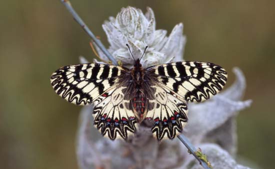 Zerinthia polyxena