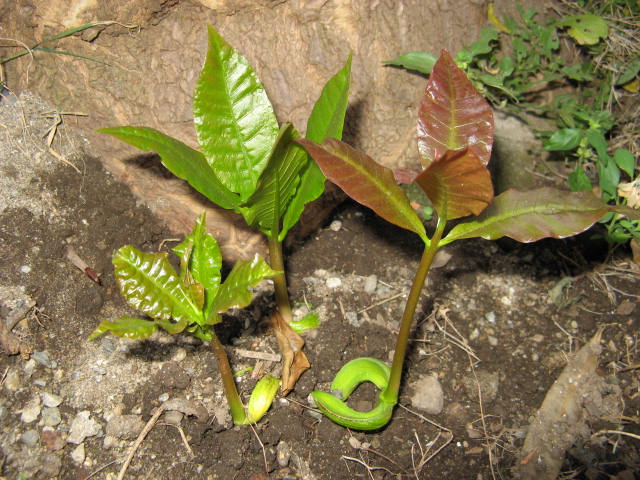 Anacardium occidentale