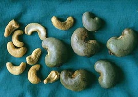 Anacardium occidentale