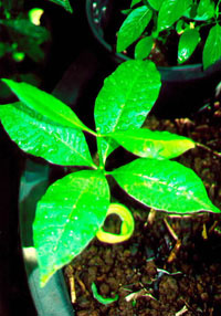 Anacardium occidentale