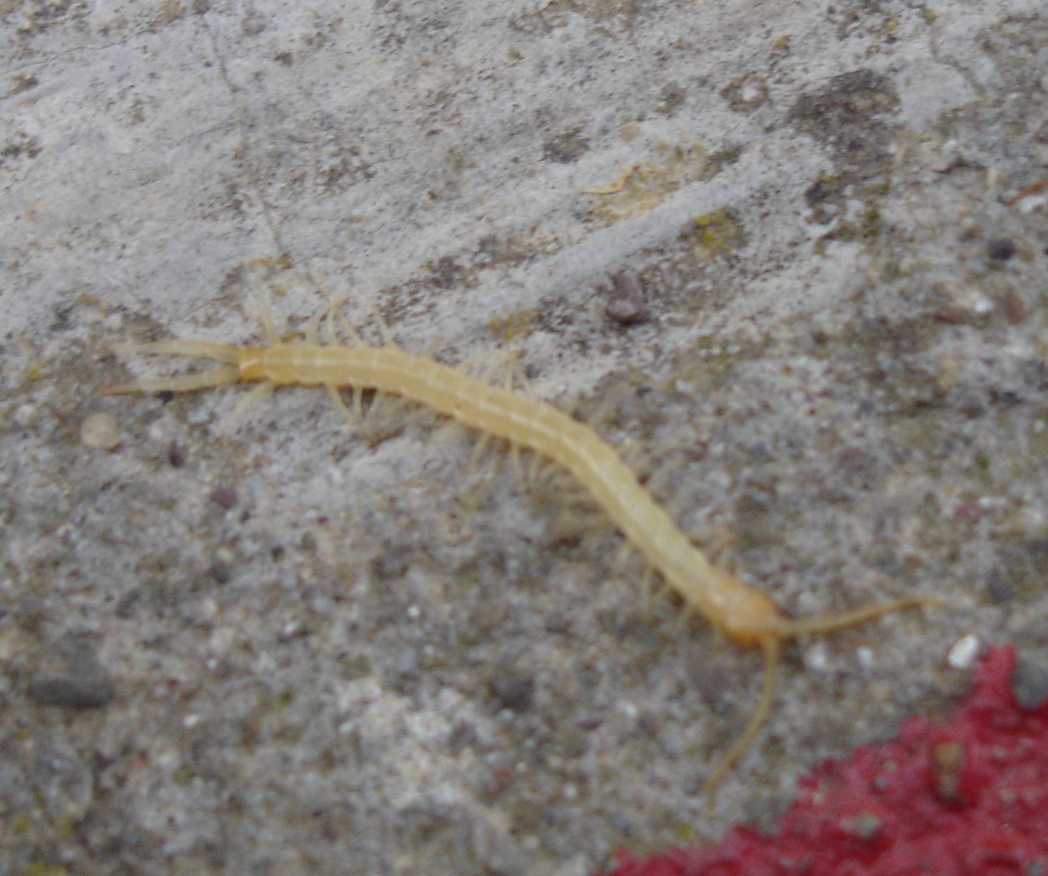 Scolopendra genus e Geophilomorpho