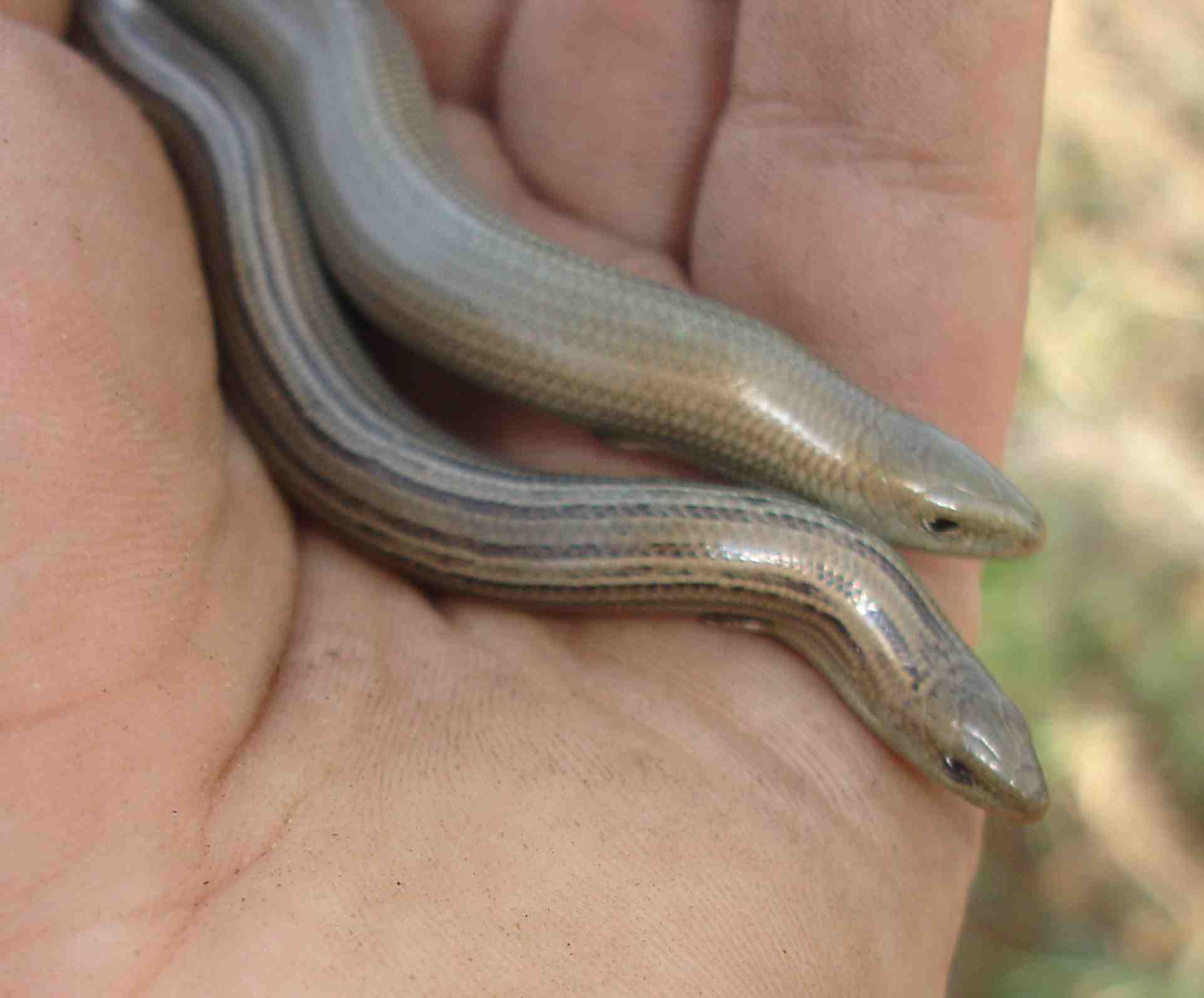 Luscengole Chalcides chalcides