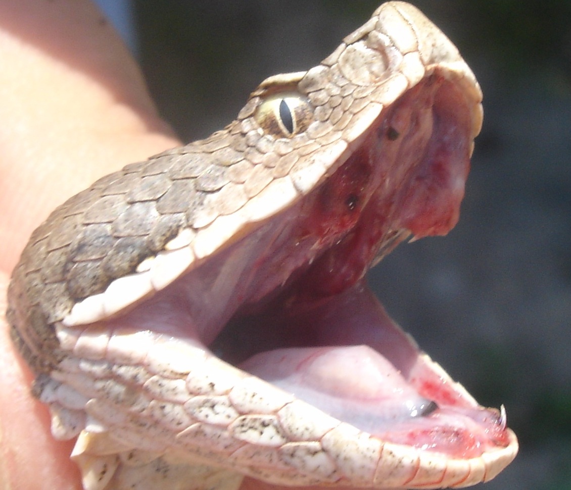 Vipera aspis