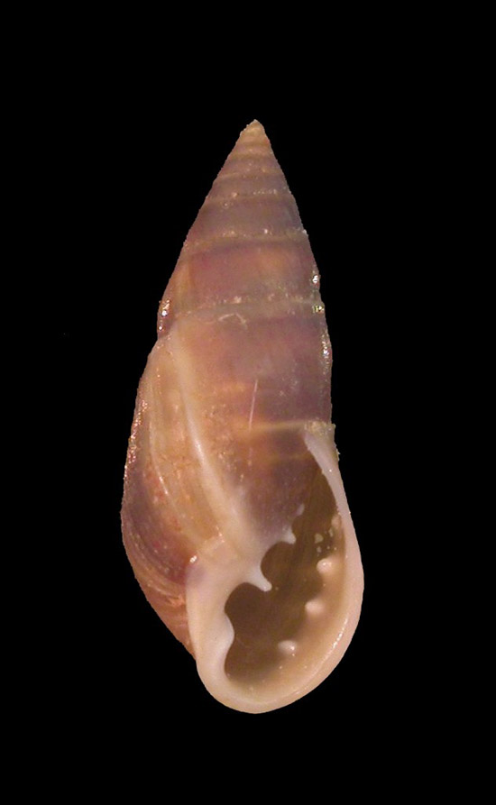 Neptunea contraria