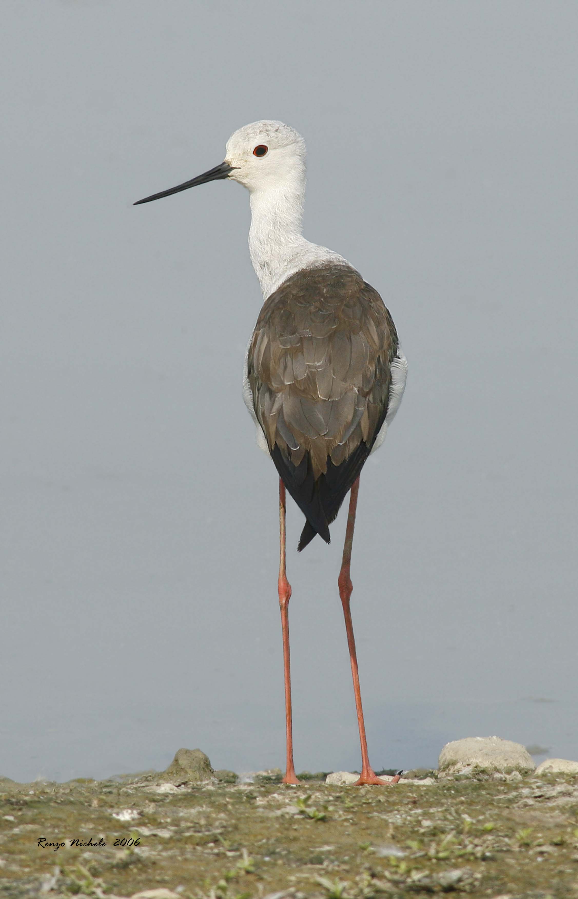 Cavaliere d'' Italia - Himantopus himantopus