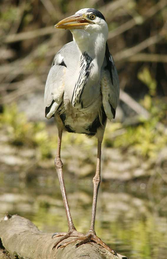 Airone cenerino - Ardea cinerea