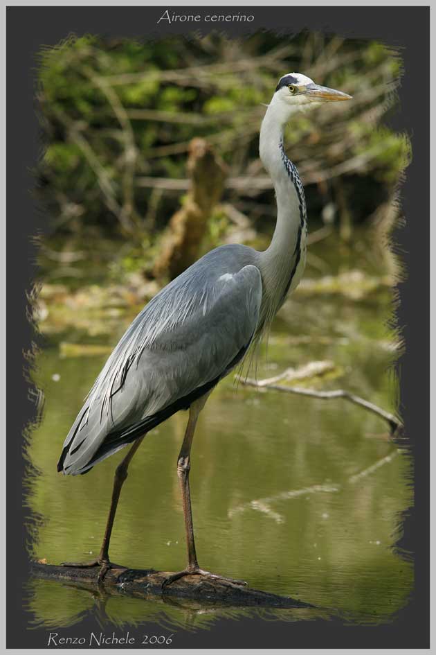 Airone cenerino - Ardea cinerea