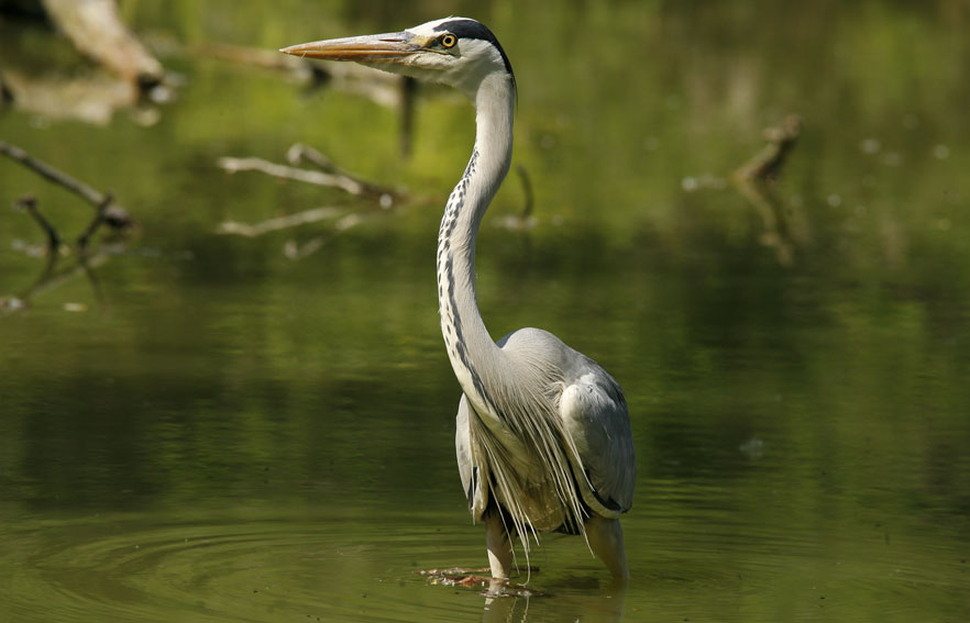 Airone cenerino - Ardea cinerea