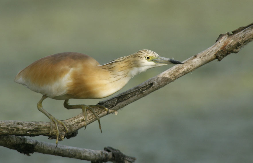 Sgarza ciuffetto - Ardeola ralloides