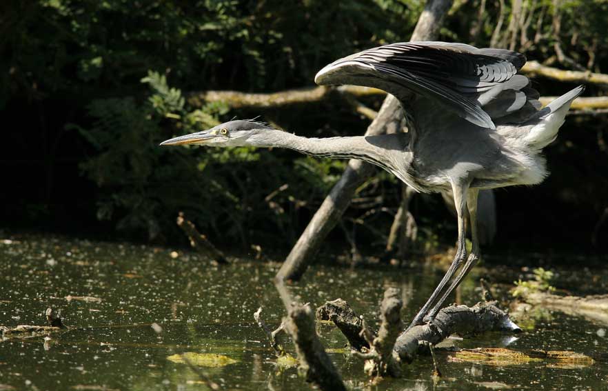 Airone cenerino - Ardea cinerea