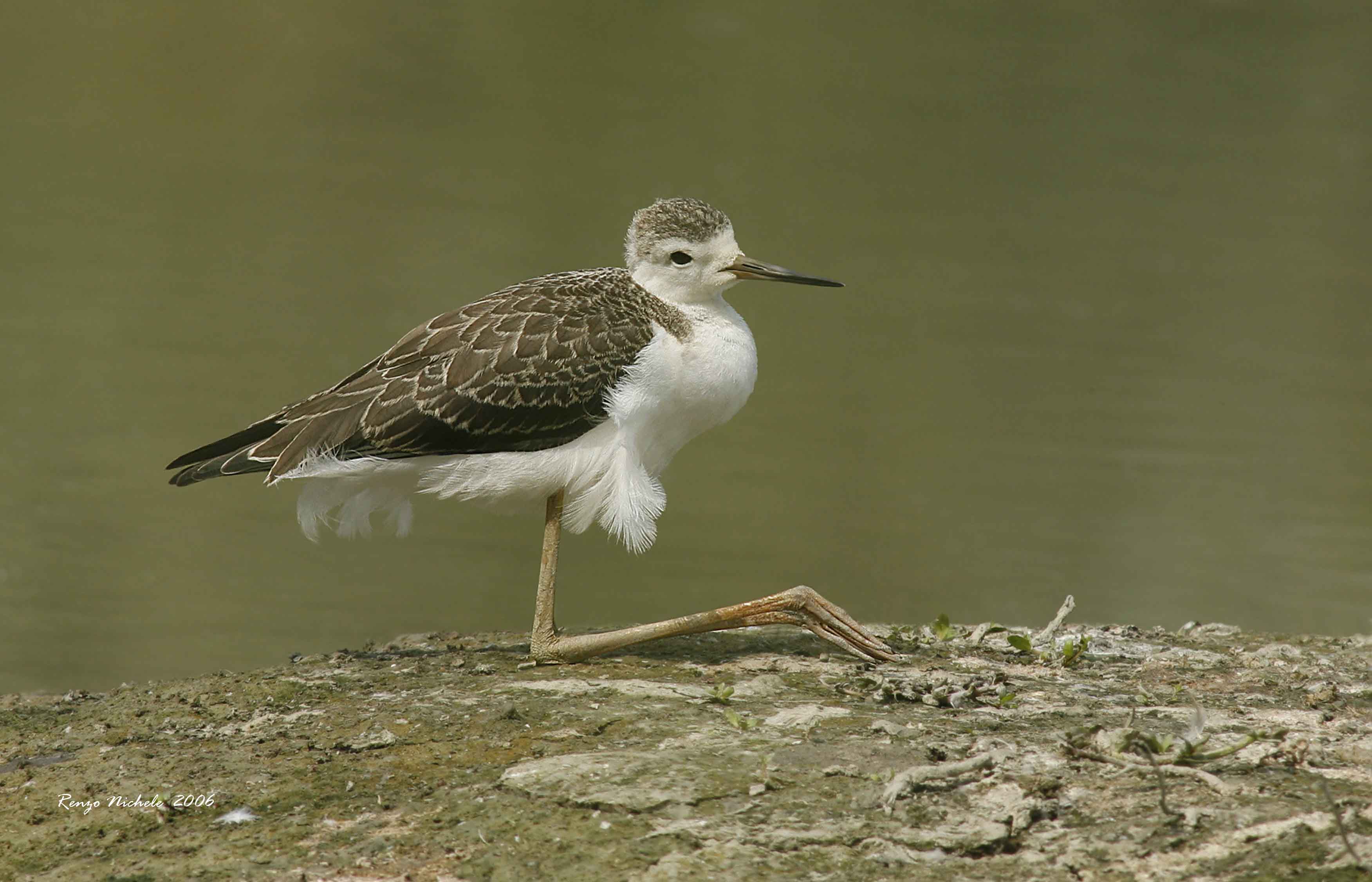 Cavaliere d'' Italia - Himantopus himantopus