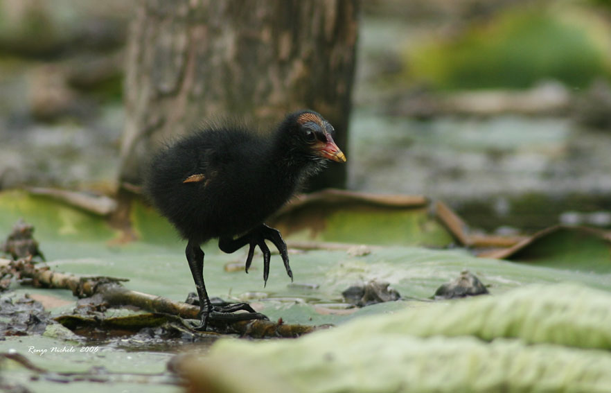 Pulcino di Gallinella