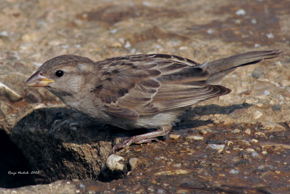 Passera d''italia - Passer domesticus italiae