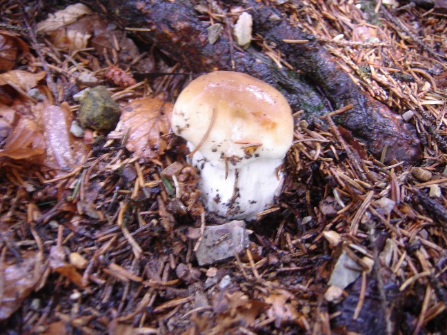 Escursione in Valle di Ledro (TN)