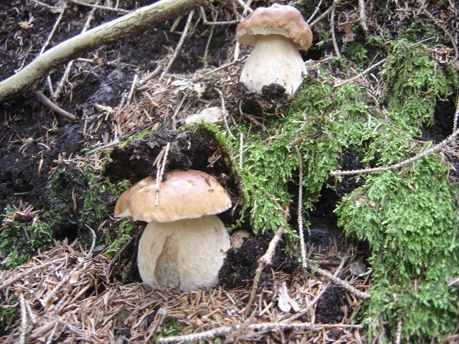 Escursione in Valle di Ledro (TN)