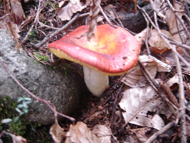 Escursione in Valle di Ledro (TN)