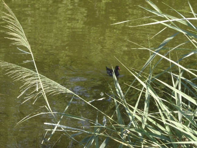 Gallinella d''acqua - Gallinula chlorophus