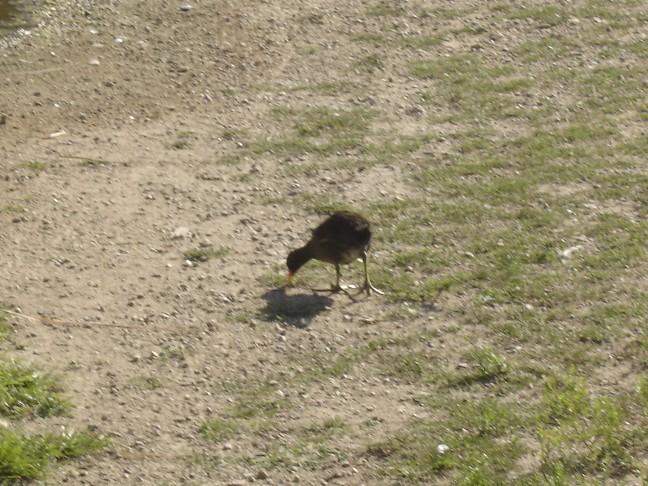 Gallinella d''acqua - Gallinula chlorophus