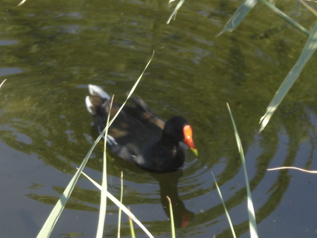 Gallinella d''acqua - Gallinula chlorophus