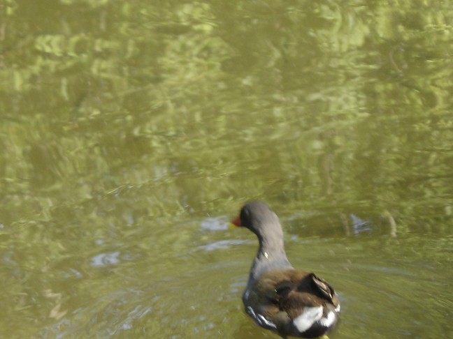 Gallinella d''acqua - Gallinula chlorophus