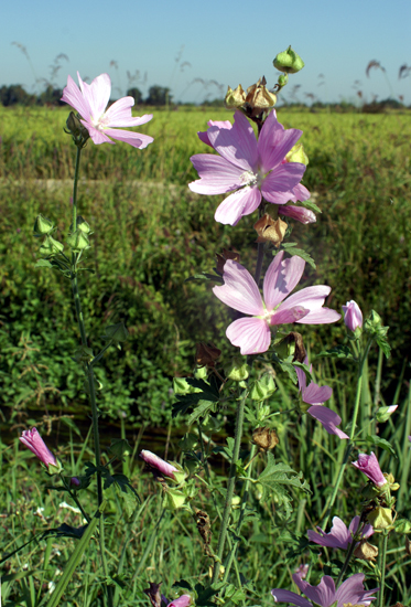 fiore di .....Malva moschata