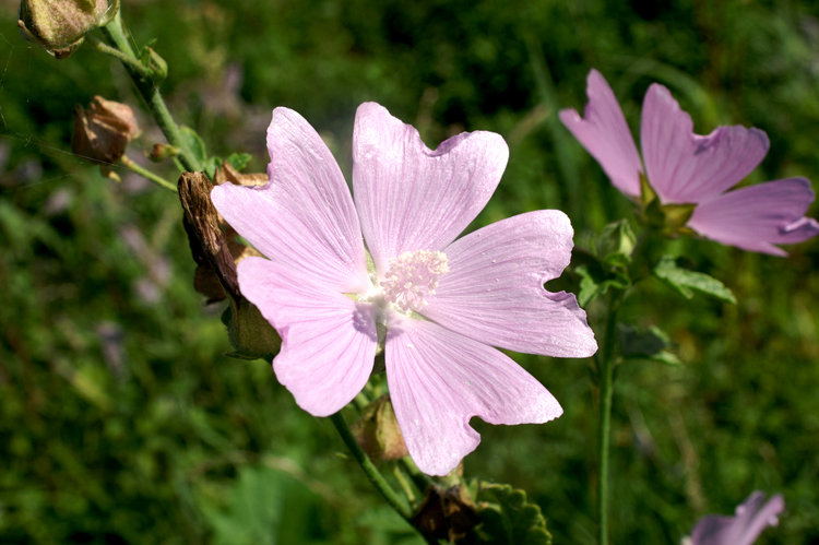 fiore di .....Malva moschata