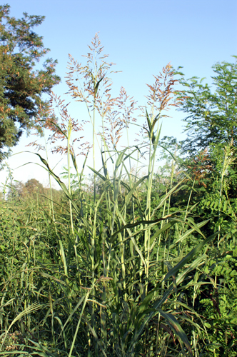 Sorghum halepense