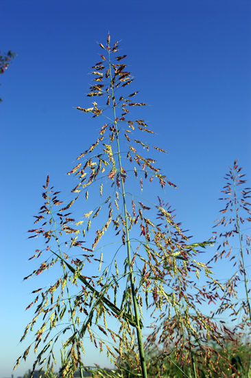 Sorghum halepense