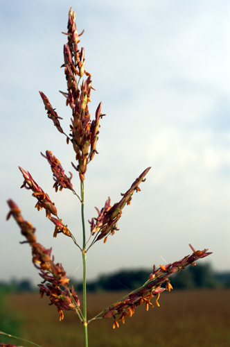 Sorghum halepense