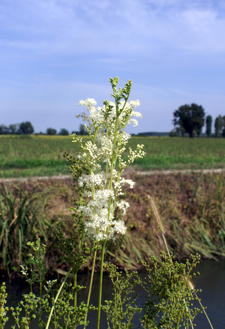 Filipendula ulmaria / Olmaria comune