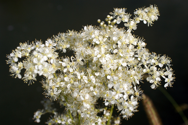 Filipendula ulmaria / Olmaria comune