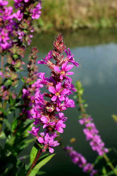 Lythrum salicaria / Salcerella comune