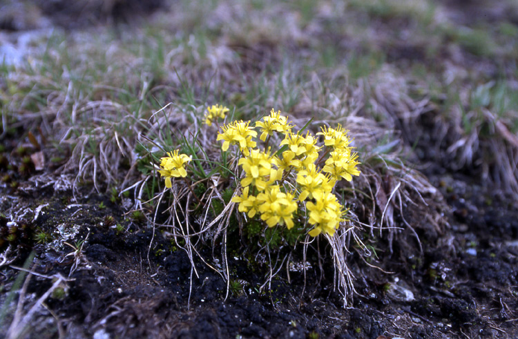 Draba aizoides / Draba aizoide, Draba gialla