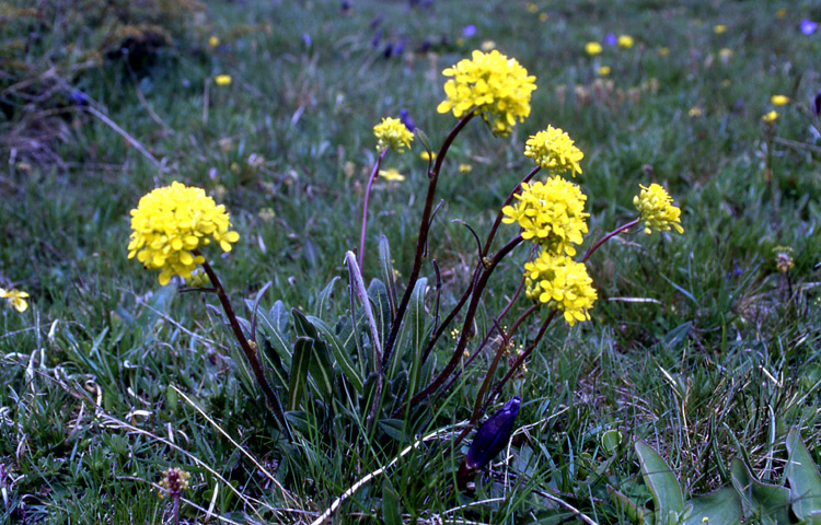 Erysimum helveticum / Violaciocca elvetica