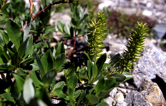 Salix retusa x helvetica