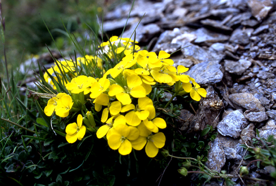 E'' una violaciocca? - Erysimum sp.