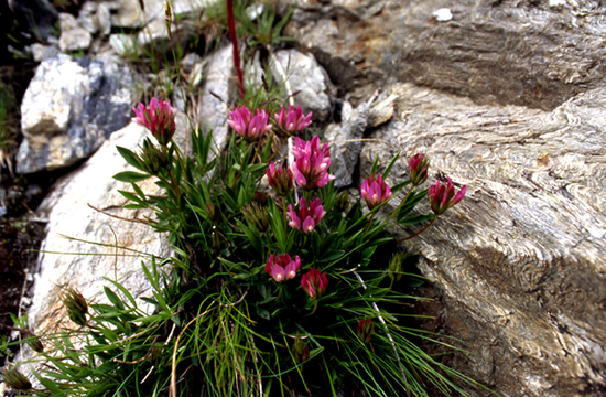 Trifolium alpinum / Trifoglio alpino