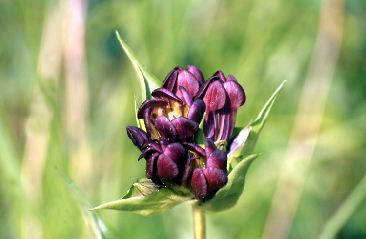 Gentiana purpurea / Genziana porporina