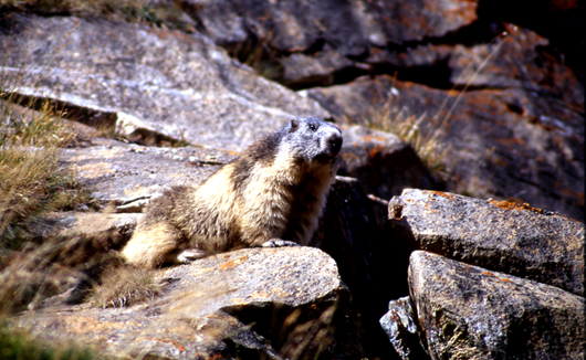 Marmotte in Val di Rhemes