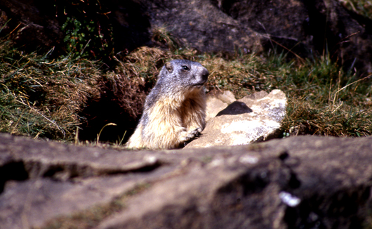 Marmotte in Val di Rhemes