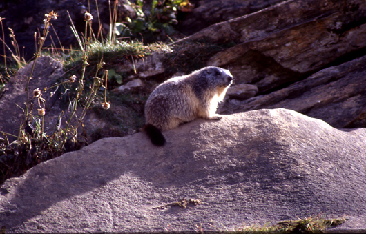 Marmotte in Val di Rhemes