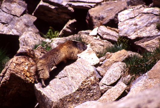 Marmotte in Val di Rhemes