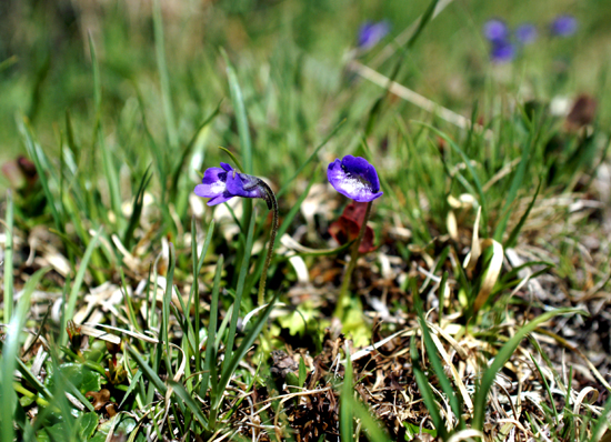 Pinguicula vulgaris / Pinguicola comune