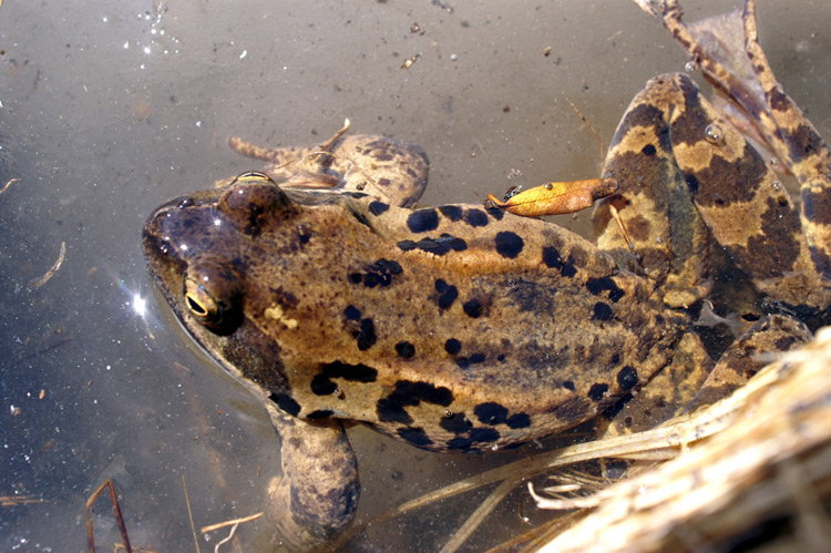 Rana temporaria