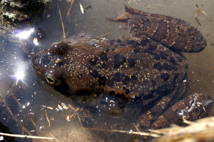 Rana temporaria