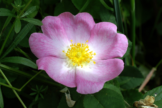 Rosa canina / Rosa selvatica