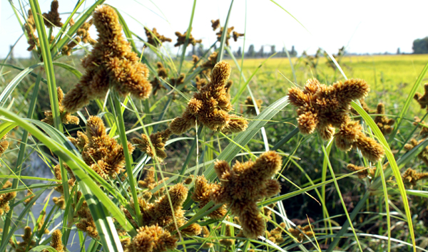 Cyperus glomeratus / Zigolo ferrugineo