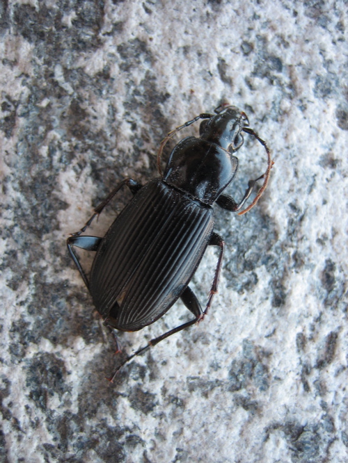 Pterostichus niger